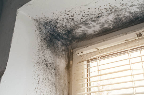 Affordable Mold Inspection And Testing solutions in Bunnlevel, NC